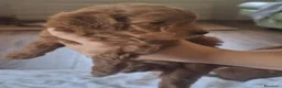 Barboncino cani in vendita: Barbonici Nano - Annuncio 4