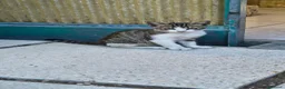 Meticcio gatti in regalo: Gattino maschio giocherellone in affido a Pescara  - Annuncio 3