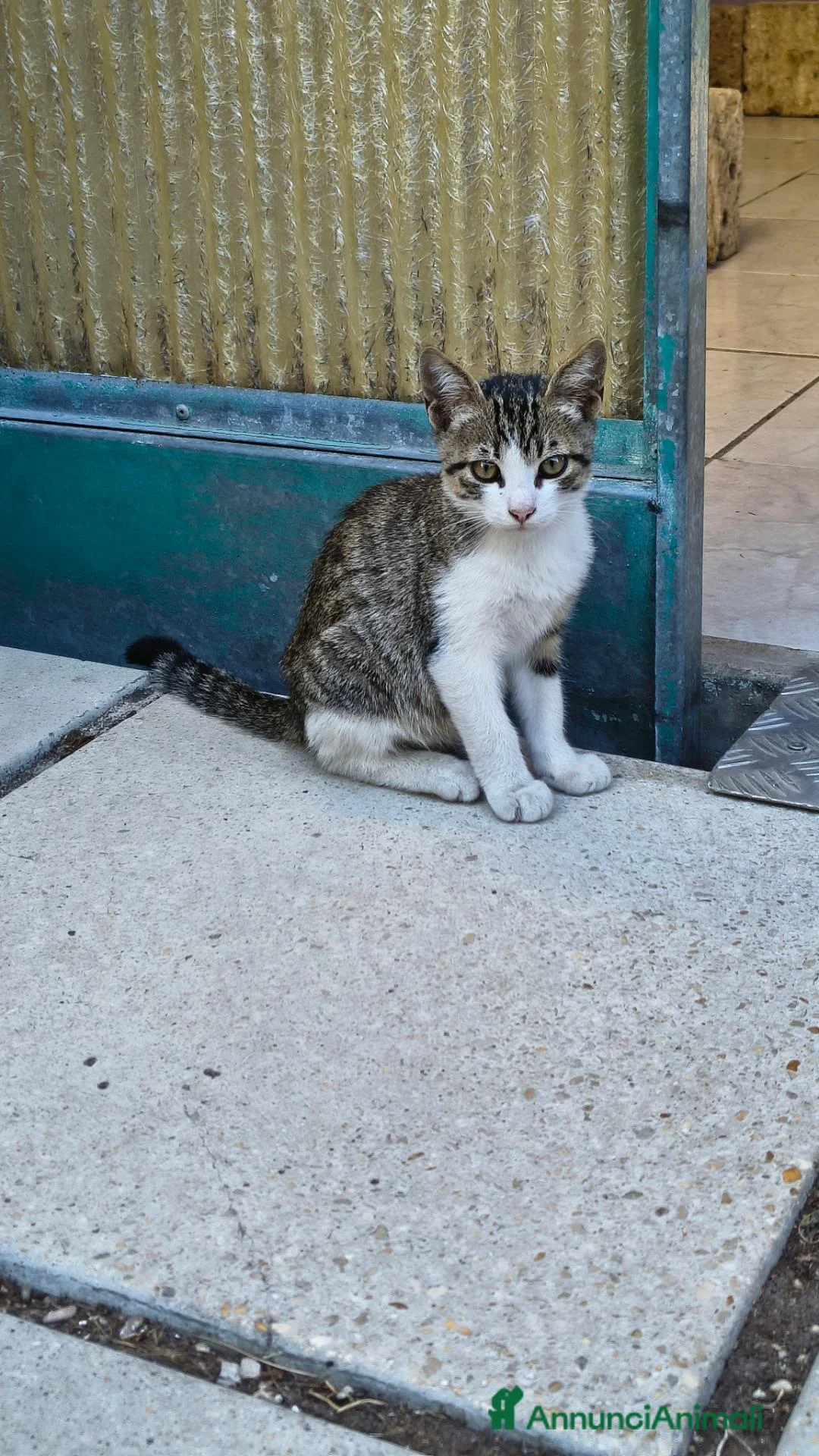Meticcio gatti in regalo: Gattino maschio giocherellone in affido a Pescara  - Annuncio 3