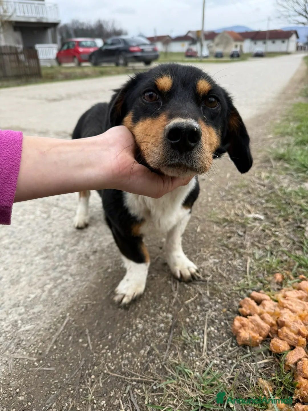 Meticcio cani in regalo: CHAPLIN, super coccolone TG PICCOLA! - Annuncio 6