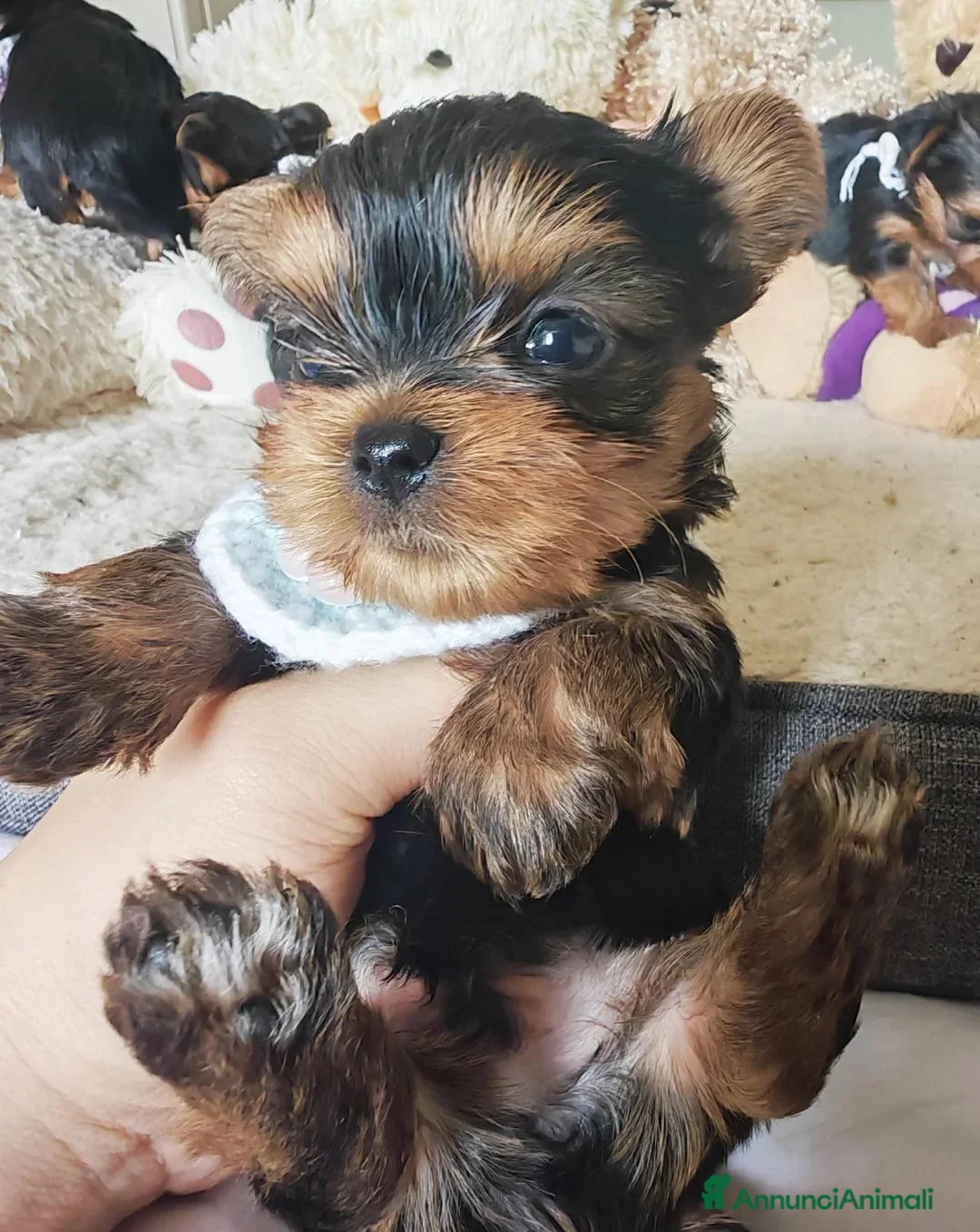 Yorkshire cani in vendita: Cuccioli di Yorkshire Terrier in Ottima Salute - Annuncio 2