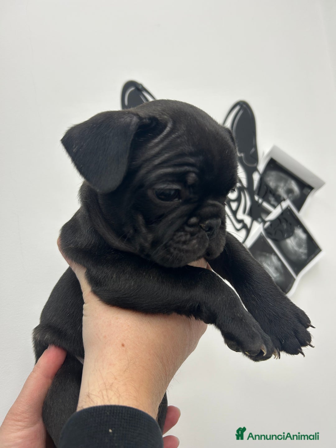 Bulldog Francese cani in vendita: Cuccioli di bulldog francese ❤️ - Annuncio 17