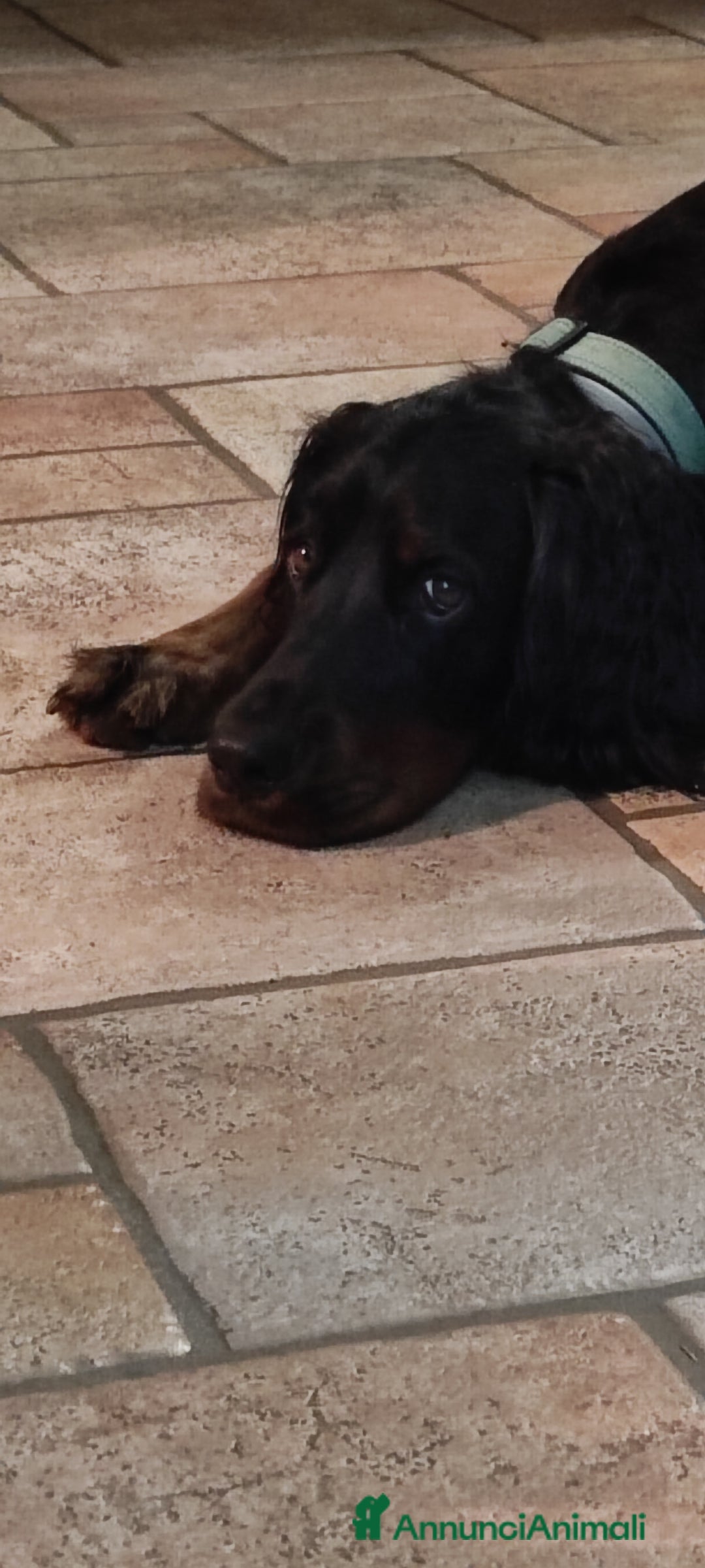 Setter Gordon cani in vendita: Cuccioli di Setter Gordon - Annuncio 2