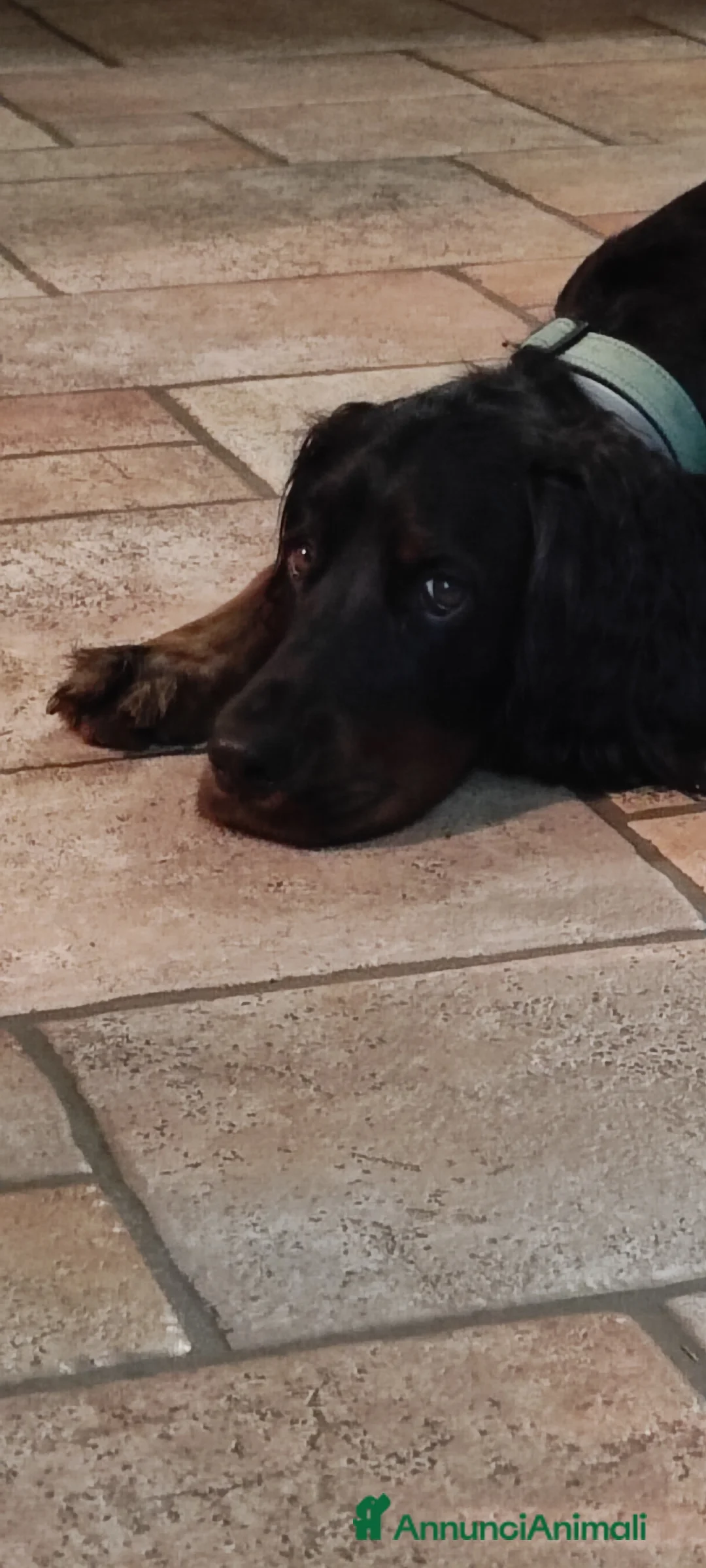 Setter Gordon cani in vendita: Cuccioli di Setter Gordon - Annuncio 2