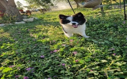 Volpino Italiano cani in vendita: Cucciola di volpino italiano con pedigree Enci  a Province of Foggia - Immagine 2