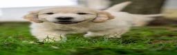 Golden Retriever cani in vendita: cuccioli golden retriever - Annuncio 4