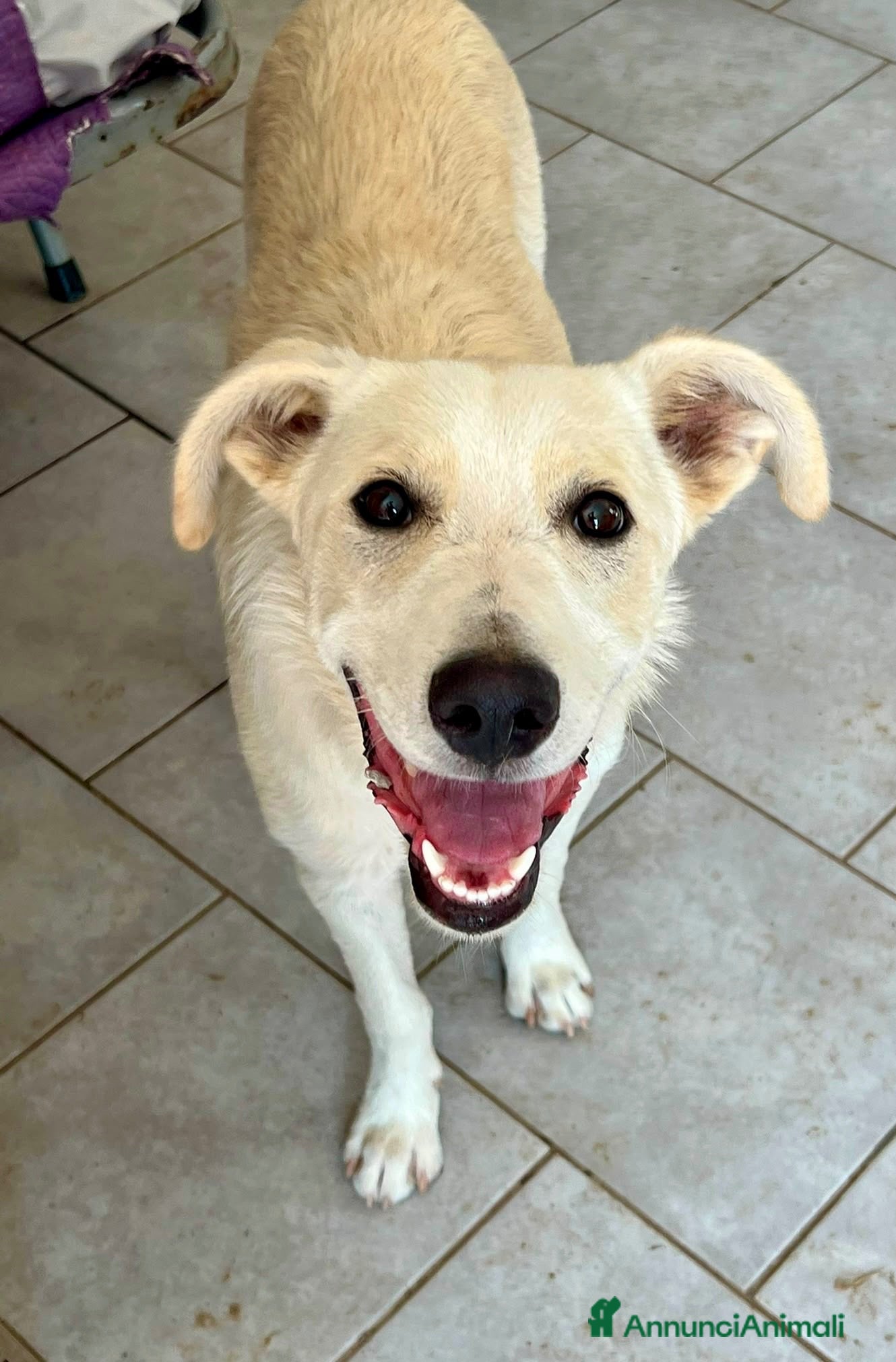 Meticcio cani Pluto il coccolone - Annuncio 31