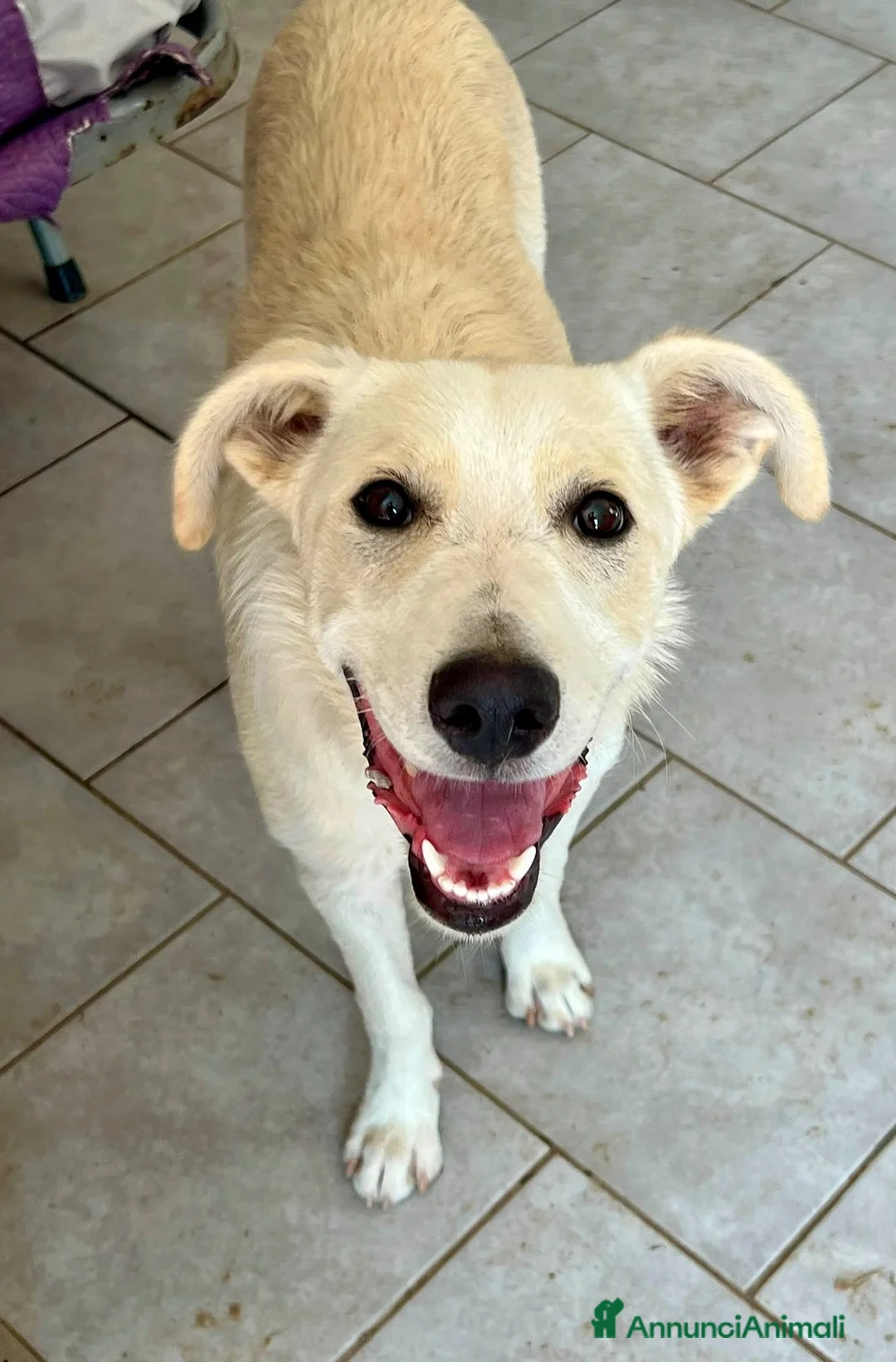 Meticcio cani in regalo: Pluto il coccolone - Annuncio 1