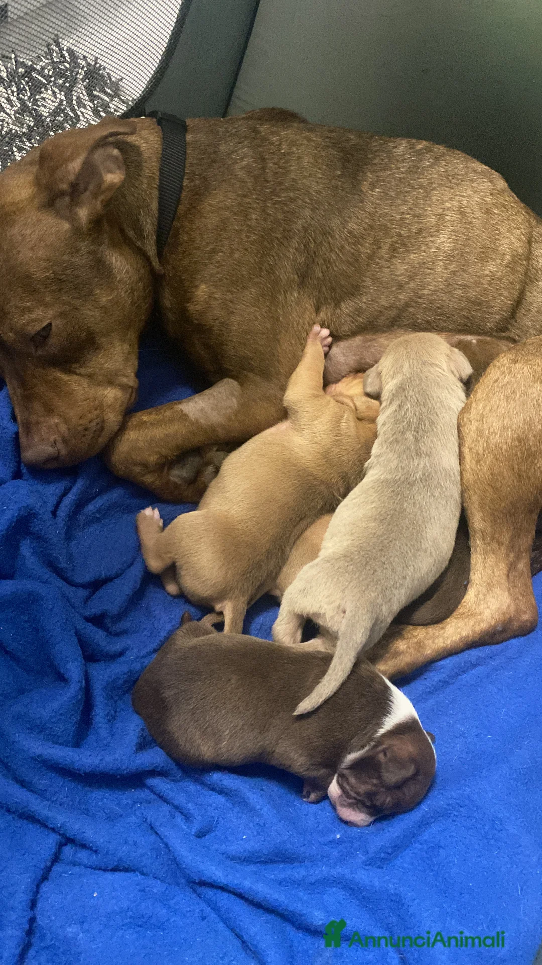 Pitbull cani in vendita: Cuccioli dí American Pitbull UKC  - Annuncio 1