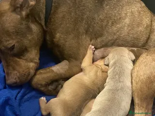 Pitbull cani Cuccioli dí American Pitbull UKC - Annuncio 1