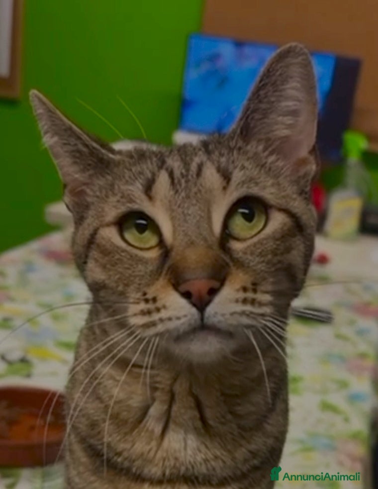 Europeo gatti  Tigratina speciale! - Annuncio 8