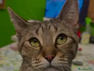 Europeo gatti Tigratina speciale! - Annuncio 6