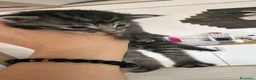 Maine Coon gatti in vendita: Dolcissimi cuccioli di Maine coon  - Annuncio 3