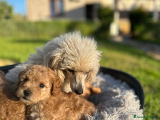 Barboncino Toy cani Barboncino Toy - Annuncio 7