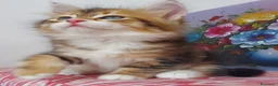 Siberiano gatti in vendita: Cucciolo Siberiano Certificato  - Annuncio 4