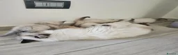 Sacro di Birmania gatti in vendita: Cuccioli Sacro di Birmania disponibili  - Annuncio 12