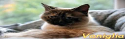 Siamese gatti in regalo: VANIGLIA DOLCISSIMA GATTINA SIMILSIAMESE a Città metropolitana di Roma Capitale - Annuncio 3