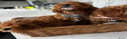 Barboncino Toy cani in vendita:  3 Adorabili Barboncini Toy a Città metropolitana di Milano - Annuncio 3