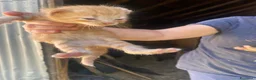 Meticcio gatti in regalo: GATTI ADORABILI a Provincia di Monza e della Brianza - Annuncio 15