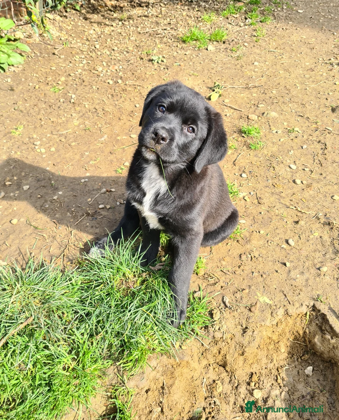 Meticcio cani in regalo: SAMARA, la cucciola più dolce del mondo - Annuncio 2
