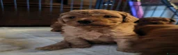 Barboncino cani in vendita: Barboncini - Annuncio 3