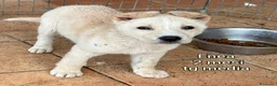 Meticcio cani in regalo: CUCCIOLI ABBANDONATI: EMERGENZA  a Città metropolitana di Milano - Annuncio 6