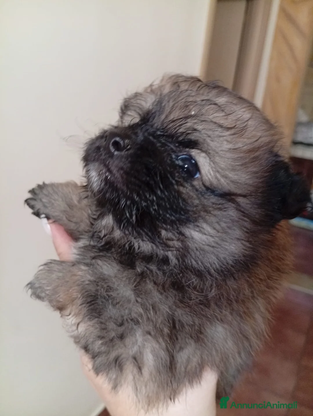 Volpino Pomerania cani in vendita: Cucciolo di Pomerania  - Annuncio 2