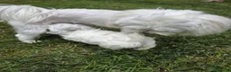 Maltese cani in vendita: Maltese  - Annuncio 3