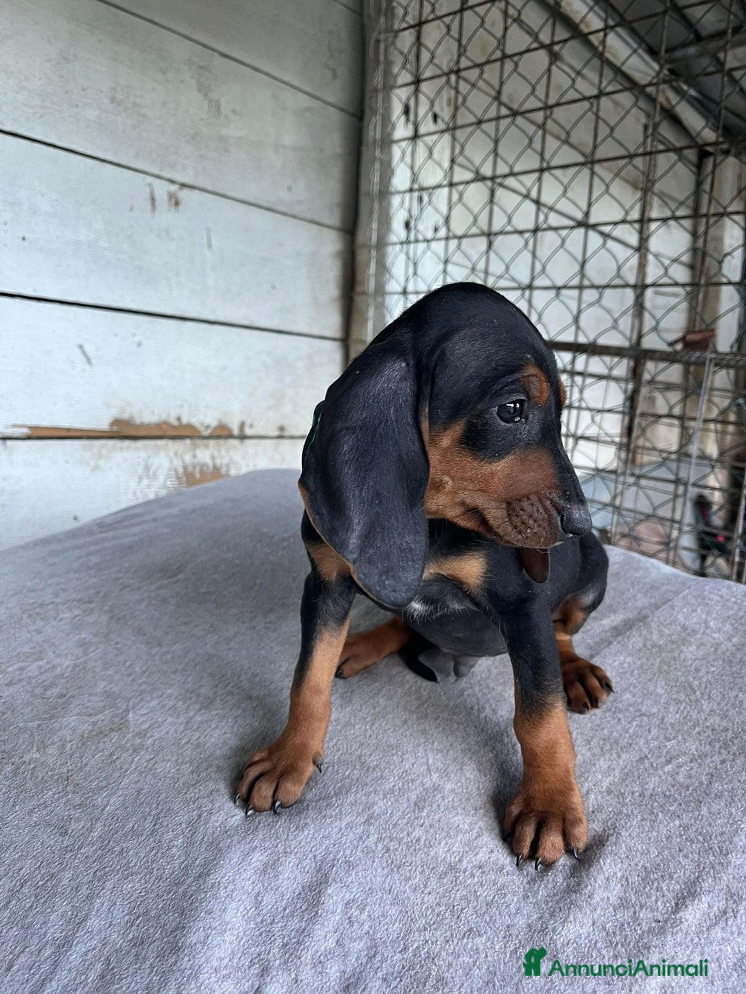 Segugio cani in vendita: segugio italiano  - Annuncio 3