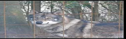 Meticcio cani in vendita: Lupo Cecoslovacco x lupo di Saarloos  - Annuncio 5
