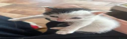 Europeo gatti in vendita: Cucciolata di gatti europei - Annuncio 4