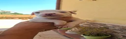 Bulldog cani in vendita: Cuccioli di bulldog americano  a Libero consorzio comunale di Agrigento - Annuncio 18
