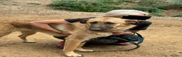 Pastore Tedesco cani in regalo: ANNIE intelligenza da Pastore, cuore da coccolona! - Annuncio 11