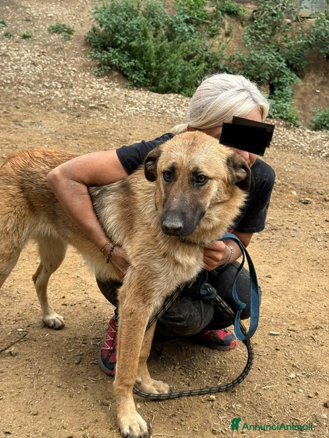 Pastore Tedesco cani in regalo: ANNIE intelligenza da Pastore, cuore da coccolona! - Annuncio 11