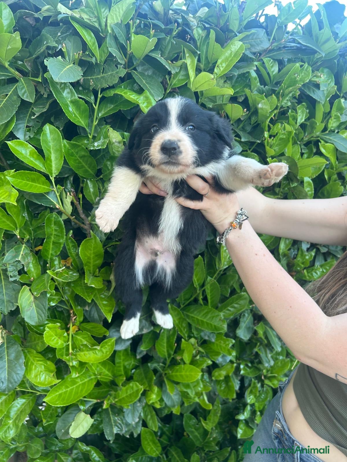 Border Collie cani in vendita: Cuccioli border collie  - Annuncio 9