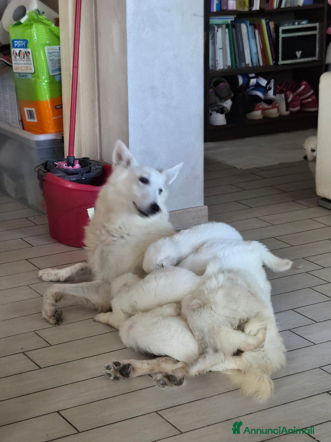 Pastore Svizzero cani in vendita: Cuccioli di pastore svizzero bianco - Annuncio 9