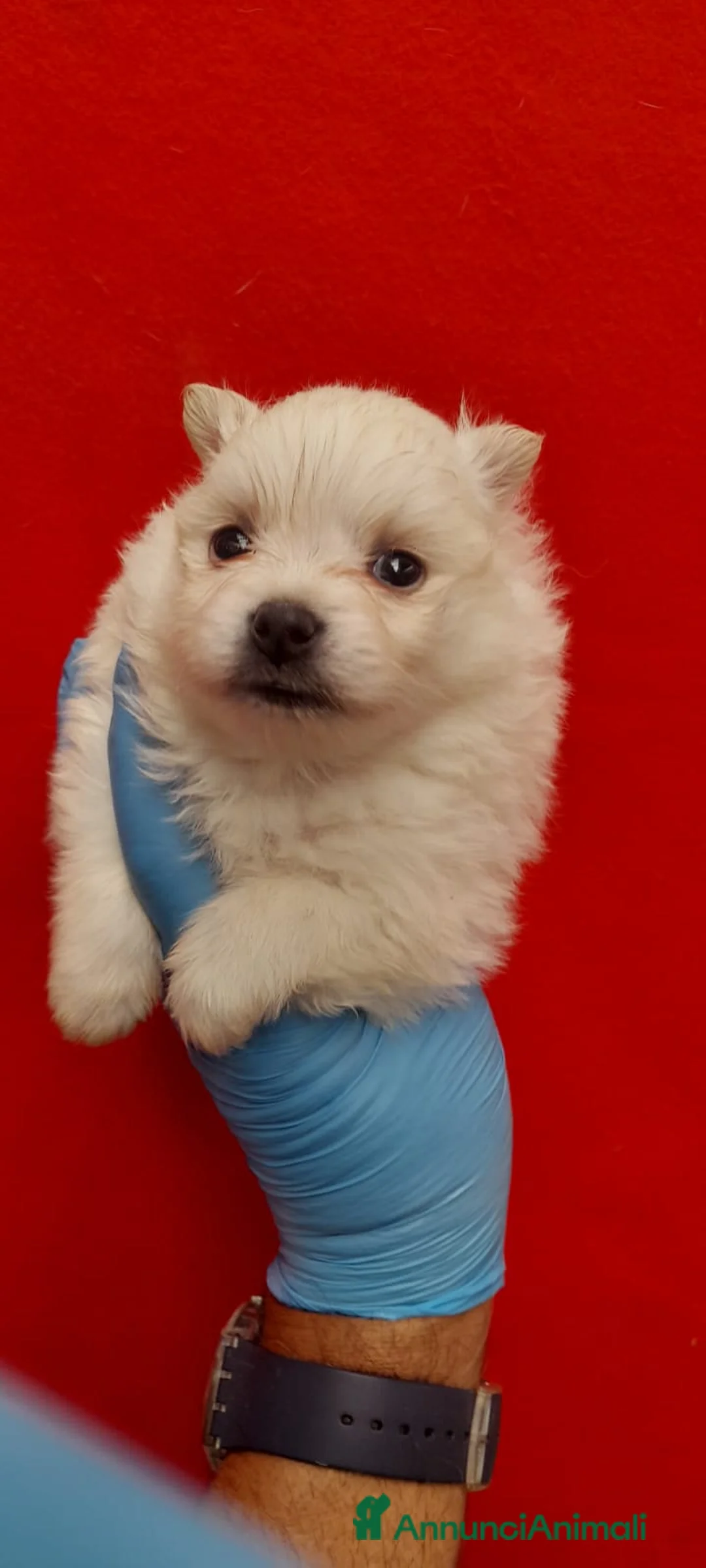 Spitz cani in vendita: Cucciolo di Spitz di Pomeranea  - Annuncio 5