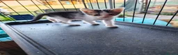 Meticcio gatti in regalo: 🐾 MOKA E I SUOI “MOCACCINI”  - Annuncio 5