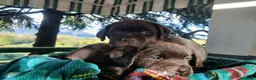 Labrador cani in vendita: cuccioli di labrador retriever - Annuncio 5