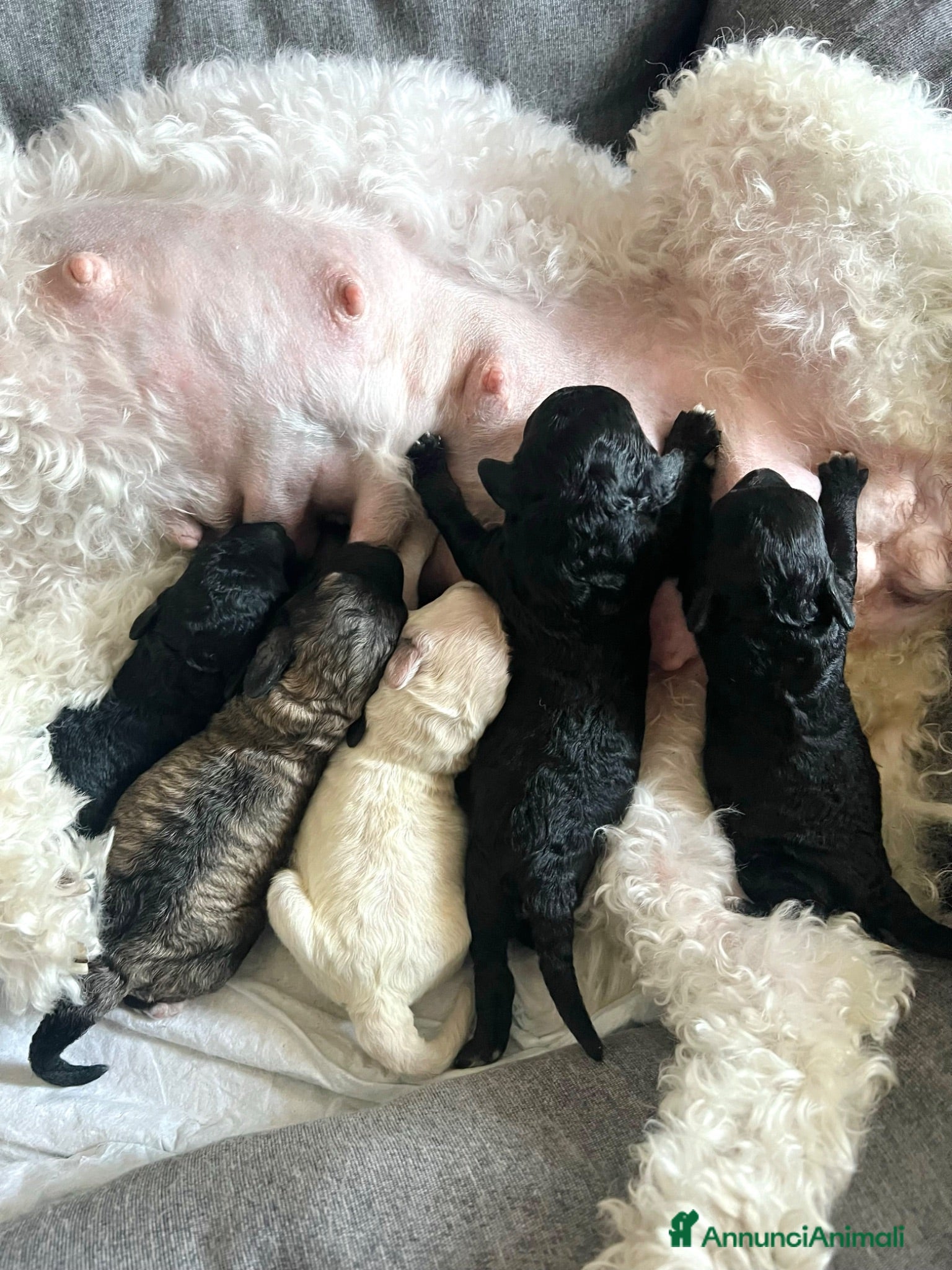 Barboncino cani Barboncino Medio - Annuncio 2