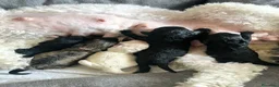 Barboncino cani in vendita: Barboncino Medio - Annuncio 1