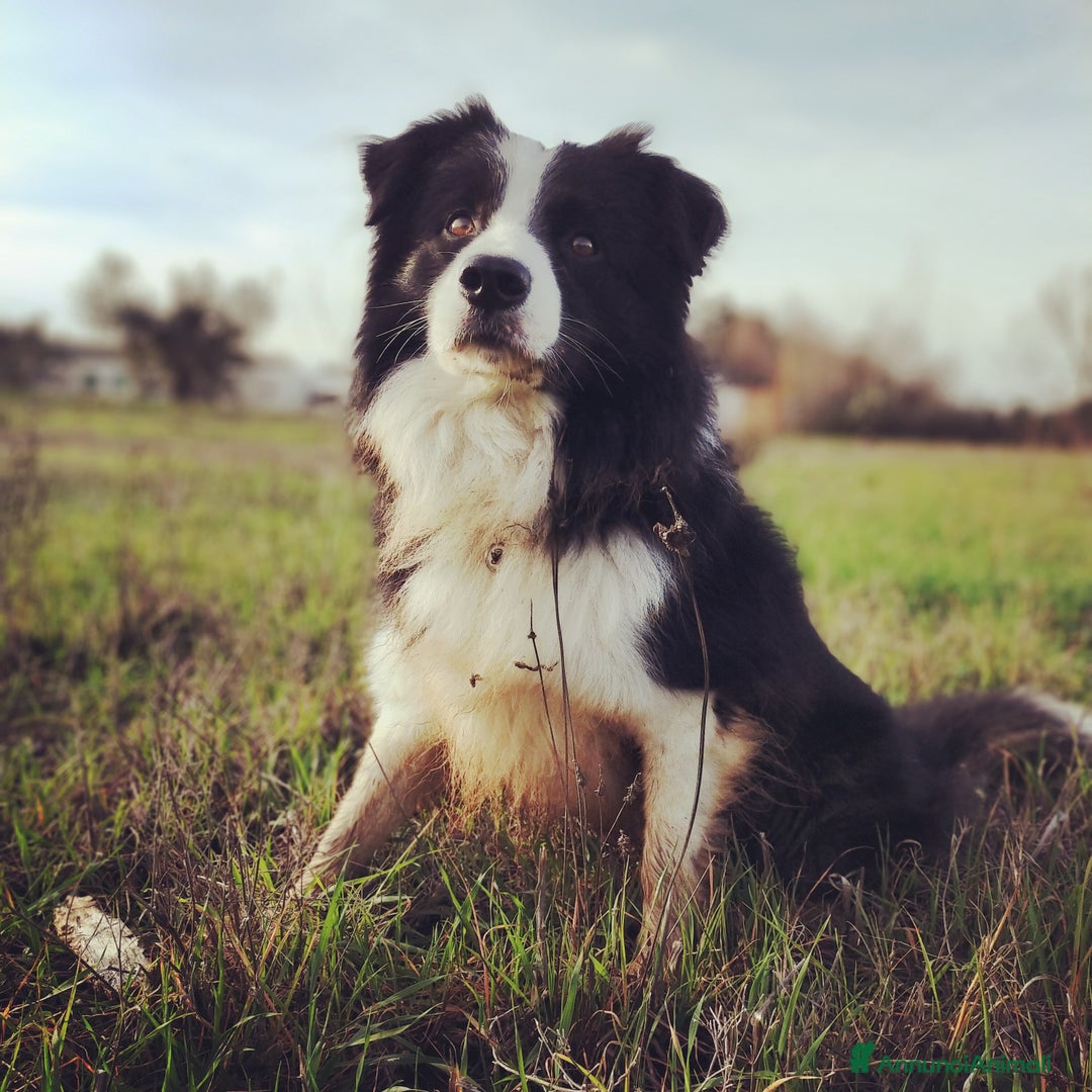 Border Collie cani per accoppiamento: Maschio Border disponibile per accoppiamento a Città Metropolitana di Genova - Annuncio 1