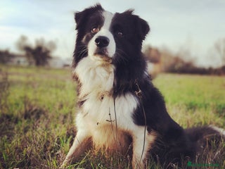 Border Collie cani Maschio Border disponibile per accoppiamento a Città Metropolitana di Genova - Annuncio 18