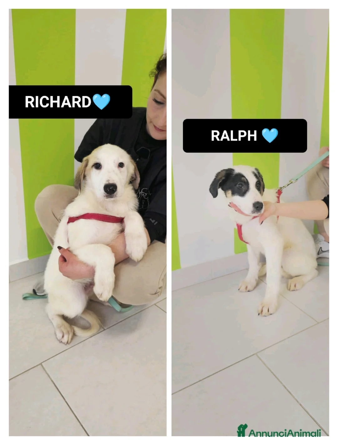Meticcio cani in regalo: ralph richard - Annuncio 1