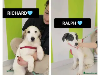 Meticcio cani ralph richard - Annuncio 5