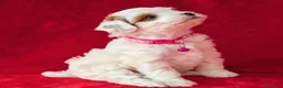Cavapoo cani in vendita: Splendidi cuccioli di Cavapoo F1B a Città metropolitana di Milano - Annuncio 18
