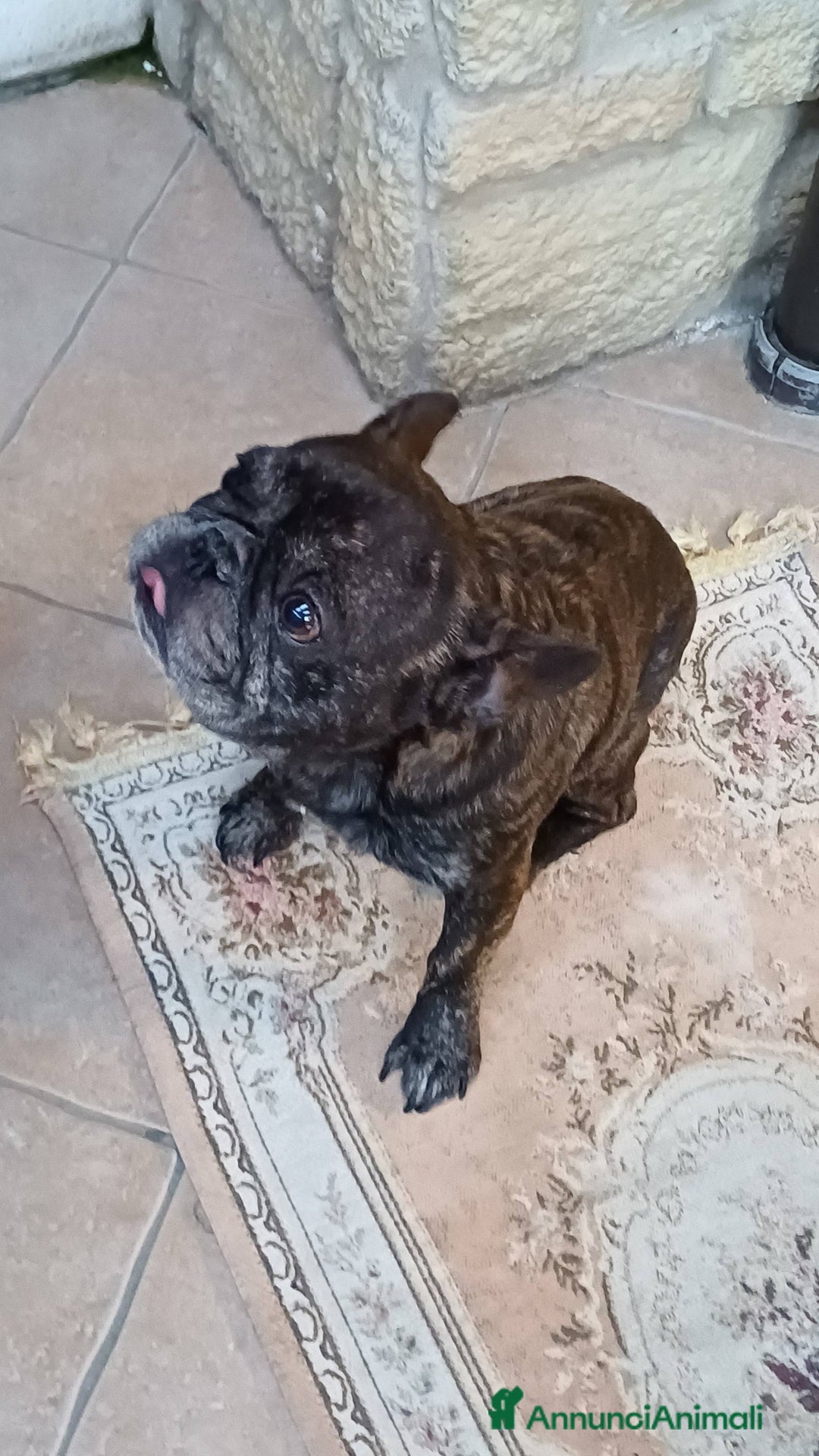 Bulldog Francese cani in regalo: King tenerissimo bulldog francese - Annuncio 6