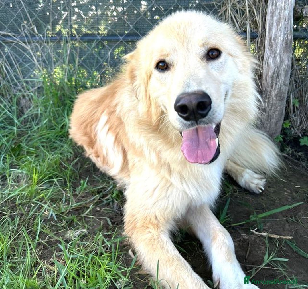 Golden Retriever cani in regalo: FLIPPER, adozione del cuore - Annuncio 6