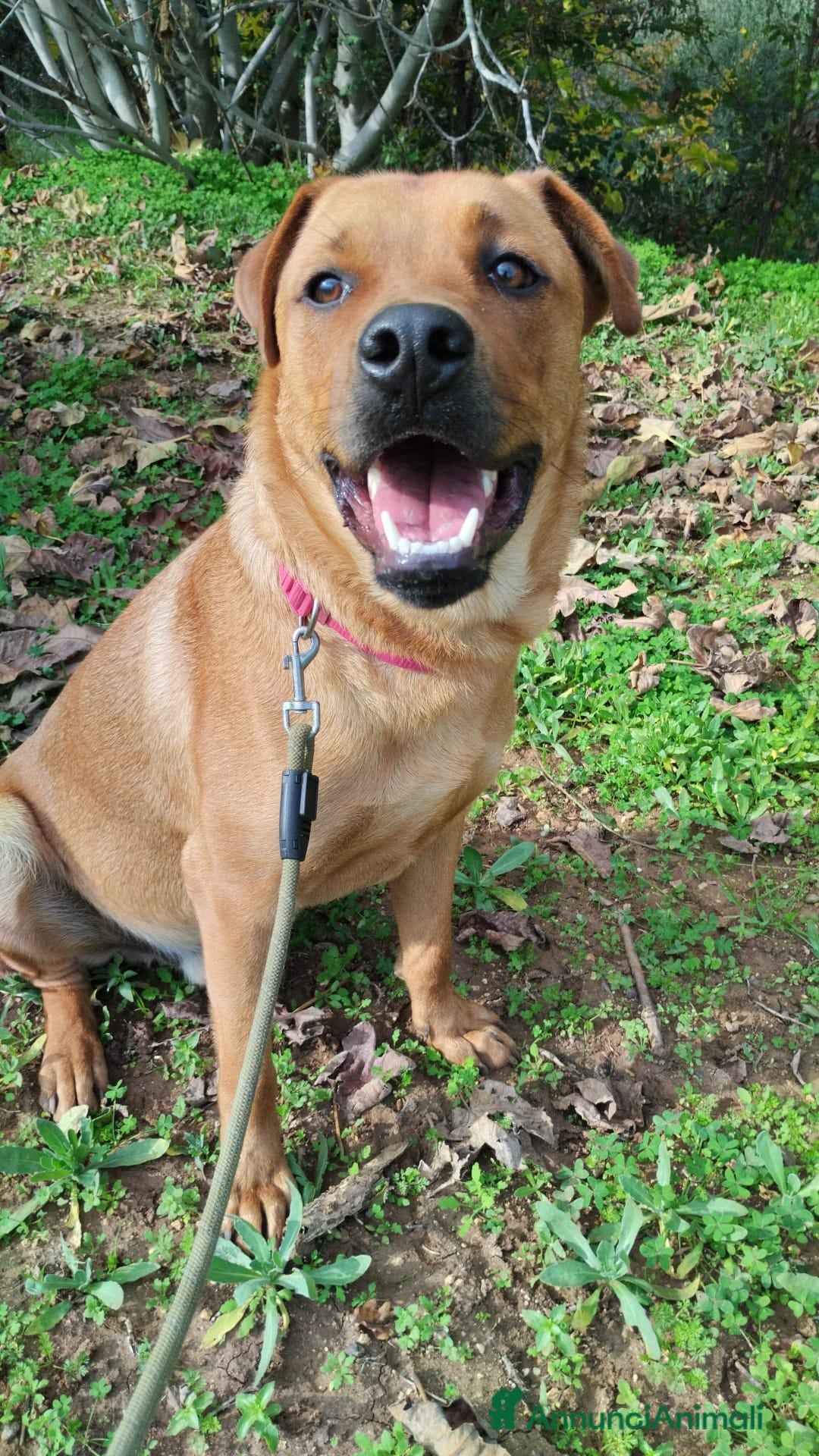 Meticcio cani UNA MAMMA PER SYMON - Annuncio 2