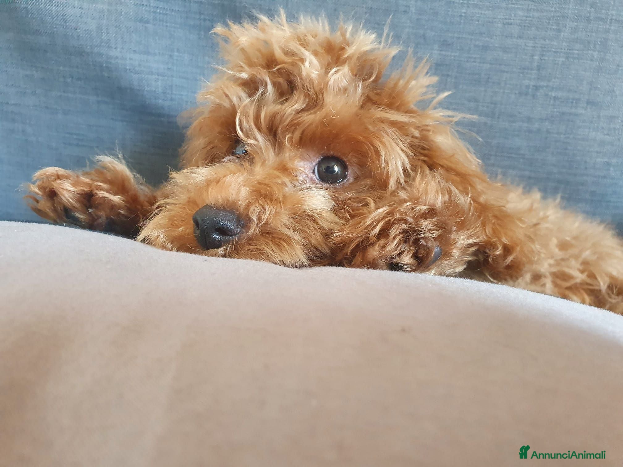 Barboncino cani BARBONCINO TOY RED per accoppiamento  - Annuncio 5